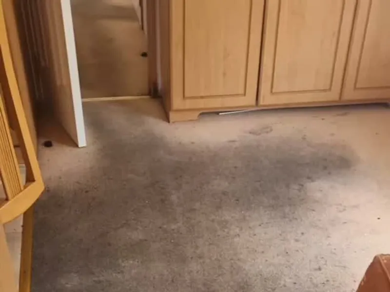 A heavily soiled carpet mid-clean, dramatic dirt lifted by the cleaning wand